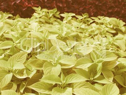 Retro looking Coleus Nettle plant