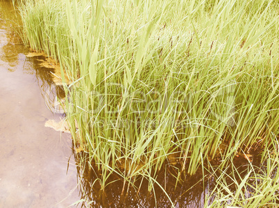 Retro looking Pond grass