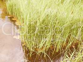 Retro looking Pond grass