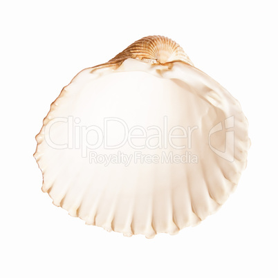 Shell picture vintage