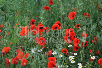 Red poppy flowers