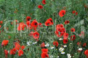 Red poppy flowers