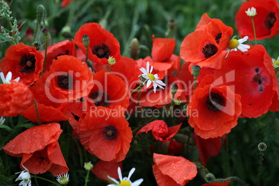 Red poppy flowers