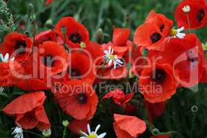 Red poppy flowers