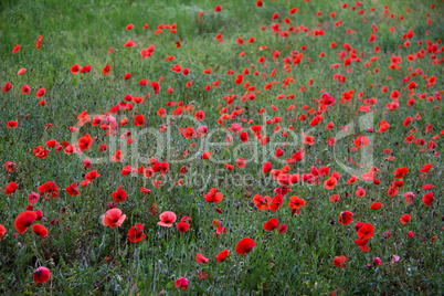 Red poppy flowers