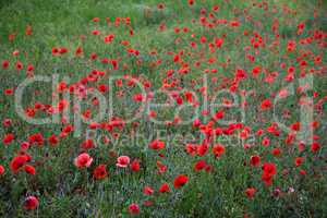 Red poppy flowers