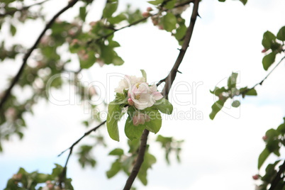 Apple Flower at Spring