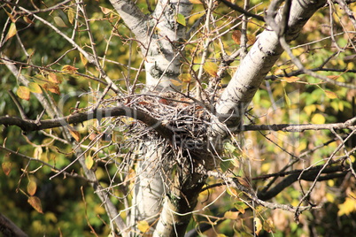 convolute nest on tree