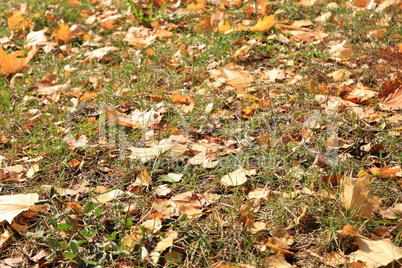 Yellow Maple Carpet at Autumn