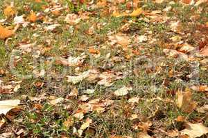 Yellow Maple Carpet at Autumn