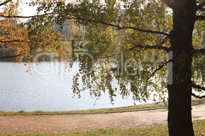 birch at autumn