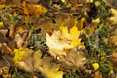 yellow maple carpet at autumn yellow maple carpet at autumn