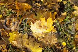 yellow maple carpet at autumn