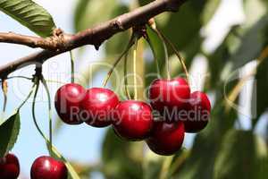 Cherry/Cherry tree in the sunny garden