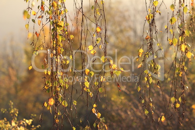 Birch foliage