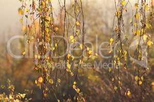 Birch foliage