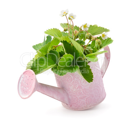 Leaves, flowers and immature fruit of strawberries in a watering