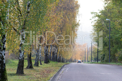 Birch Alley