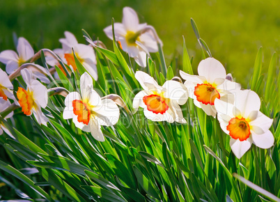 Narcissuses blossoming in a garden among a green grass.