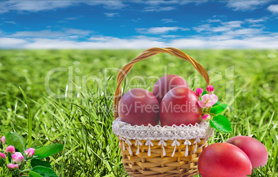 Easter eggs in a basket among the green grass.