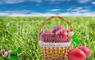 Easter eggs in a basket among the green grass.