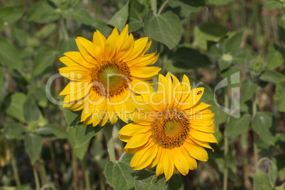 Sunflower