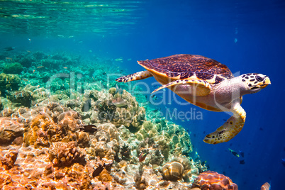 Hawksbill Turtle - Eretmochelys imbricata