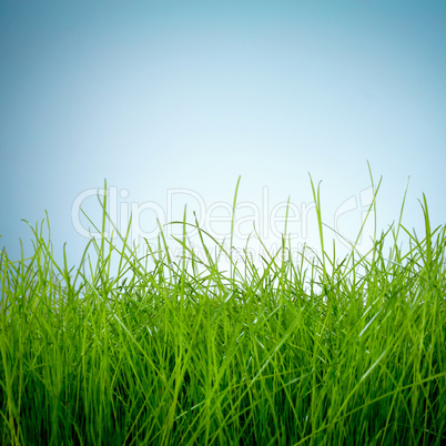 Spring green grass