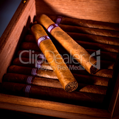 Cigars in humidor
