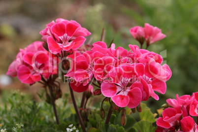 Geranium