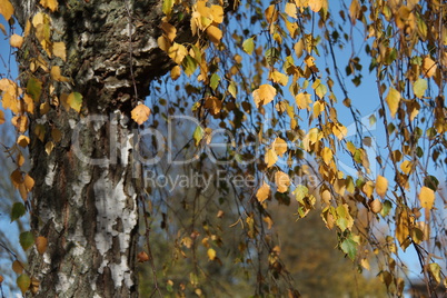 Birch foliage