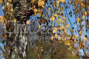 Birch foliage