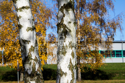 Birch foliage