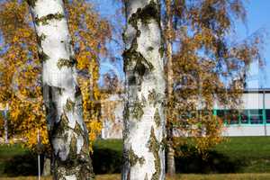 Birch foliage