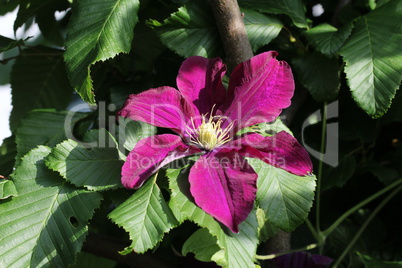 Clematis