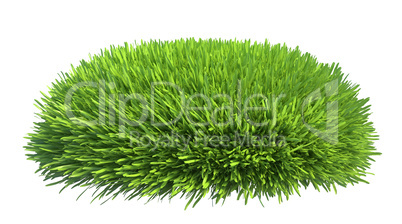 Fresh green grass isolated on white background