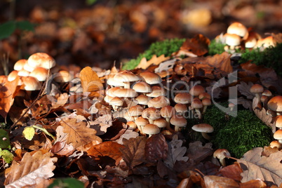 Wild Mushrooms