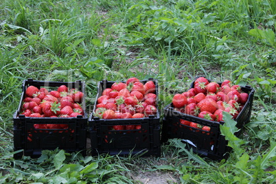 Strawberries