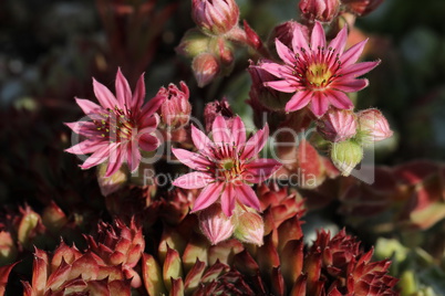 Sempervivum flower