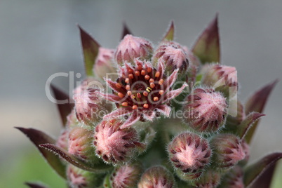 Sempervivum flower