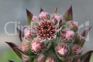 Sempervivum flower