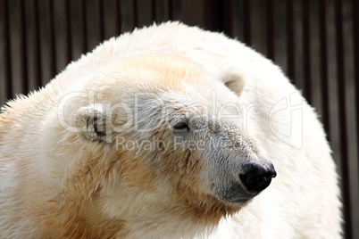 polar bear