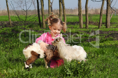 child play with two little goats