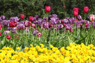flower garden with tulip