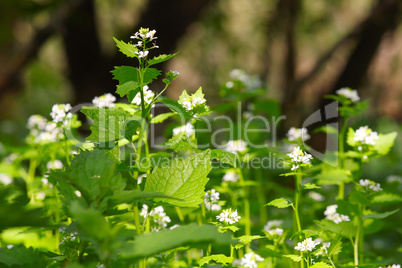 spring scene with nettle flower