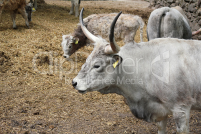 podolian cow