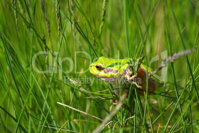 green tree frog climb on grass