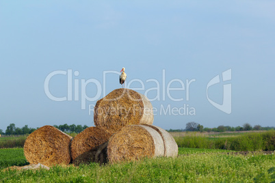 field with white stork and straw bale