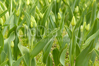 closed tulip flowers