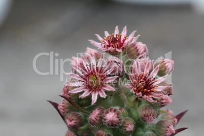 Sempervivum flower